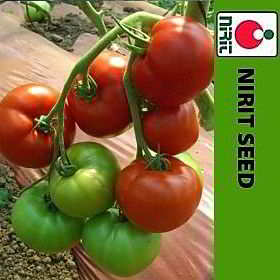 Tomate AIDA F1 Indeterminado 250 a 280 Grs V,F1-2,TMV,N