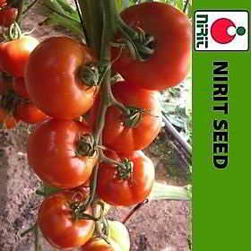 Tomate NIRIT 7026 F1 Indeterminado 220 a 280 Gr V,F1-2,TMV,N FCR