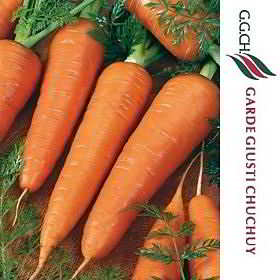 Zanahoria ROYAL CHANTENAY Fruto 17 a 19 cm Importada