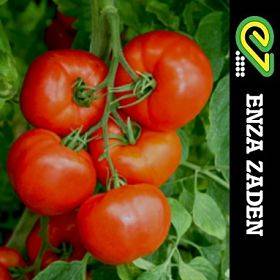 Tomate ELPIDA F1 Precoz Indeterminado Frutos 200 a 260 Grs